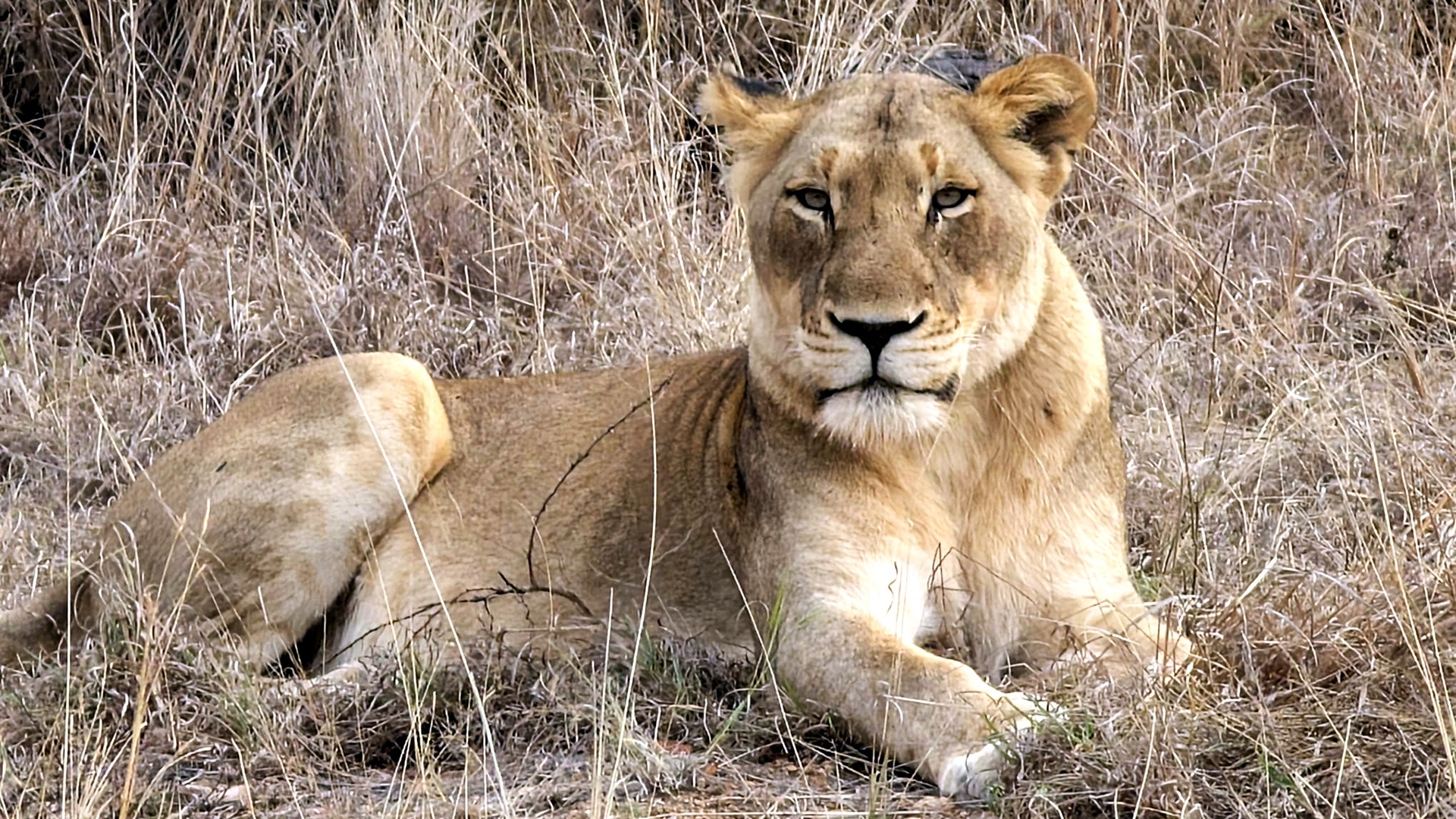 A photograph showing the Amazing Ntaba Experience