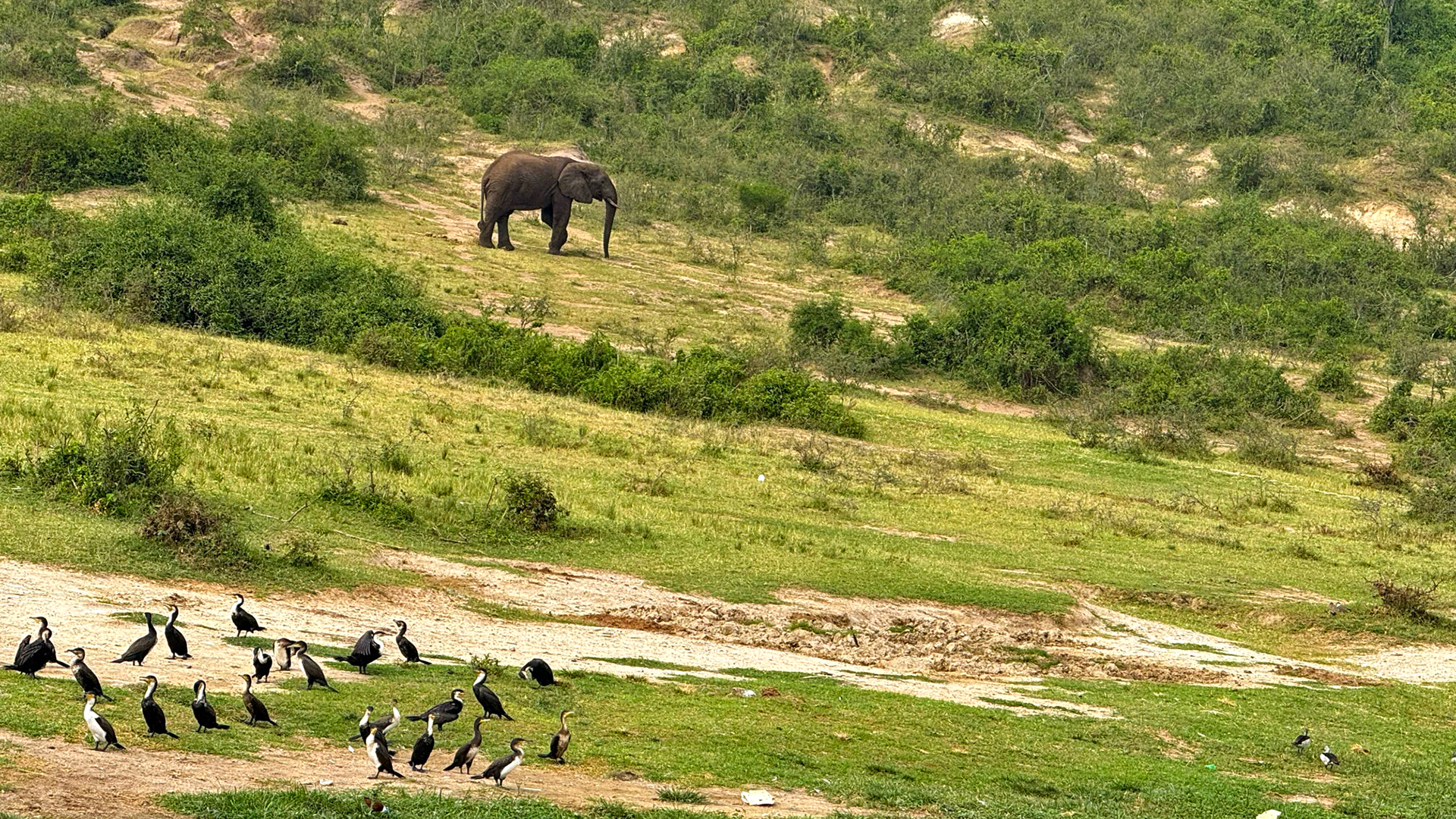 A photograph showing the Amazing Uganda Experience